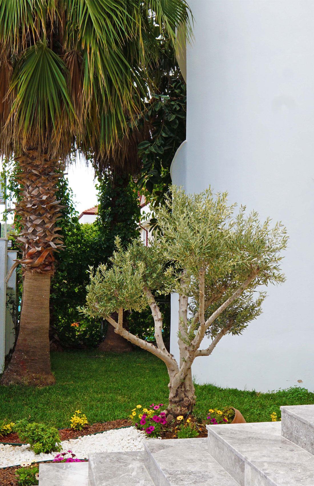 Elamir Felizya Hotel Kemer Buitenkant foto